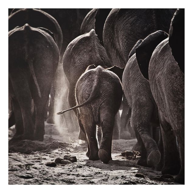 Billeder elefanter Going Home