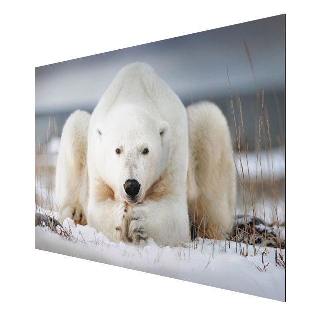 Billeder moderne Contemplative Polar Bear