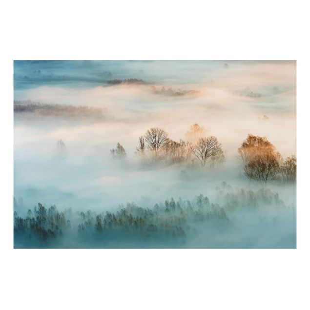 Billeder træer Fog At Sunrise