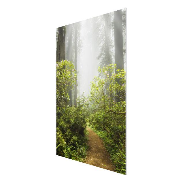 Billeder landskaber Misty Forest Path