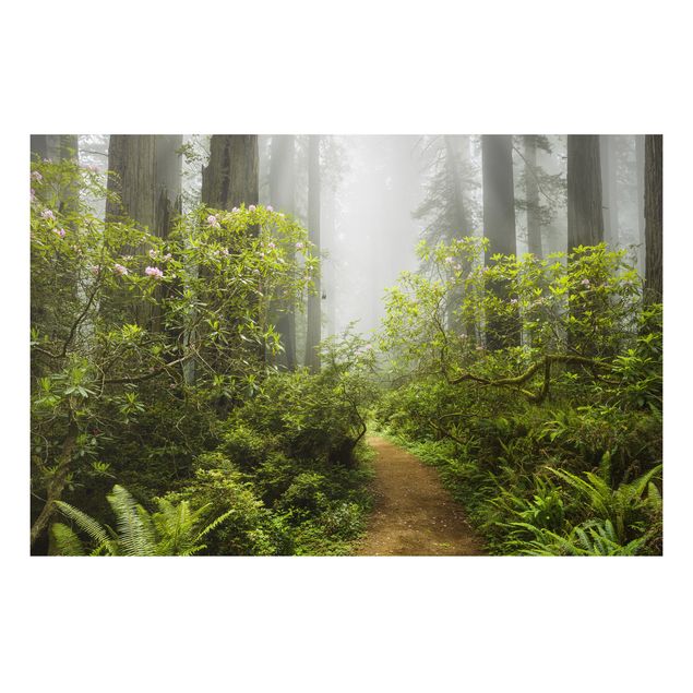 Billeder træer Misty Forest Path