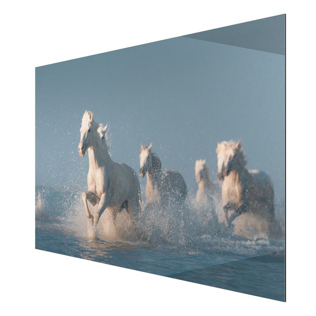 Billeder moderne Herd Of White Horses