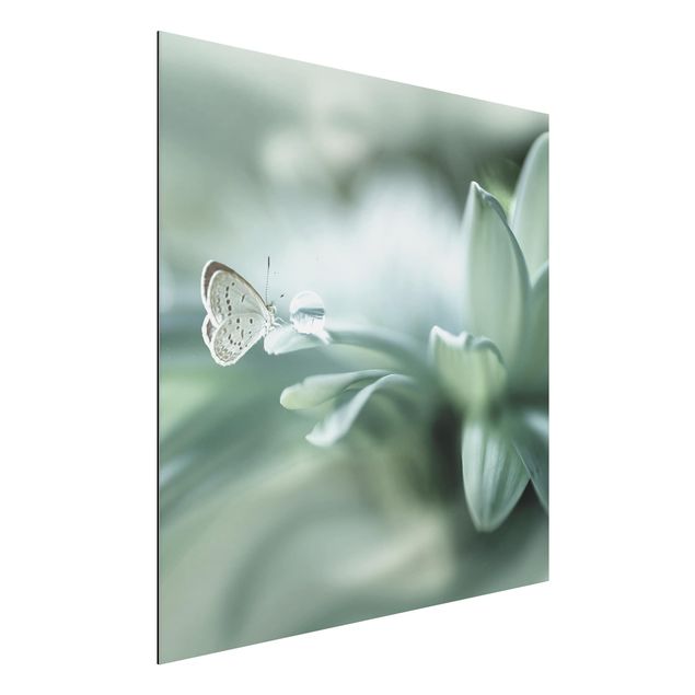 Billeder sommerfugle Butterfly And Dew Drops In Pastel Green