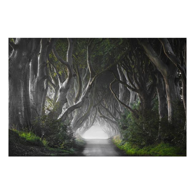 Billeder træer Forest In Northern Ireland