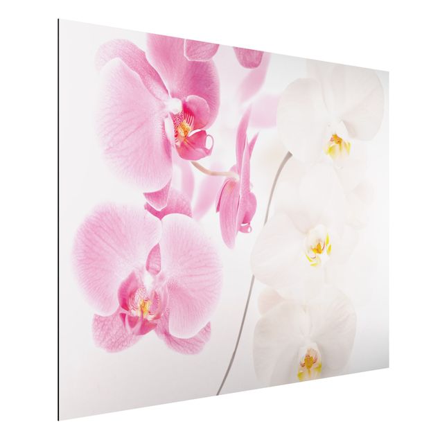 Billeder orkideer Delicate Orchids