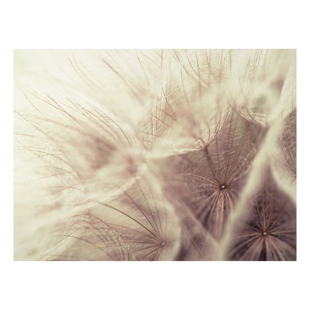Billeder moderne Detailed Dandelion Macro Shot With Vintage Blur Effect