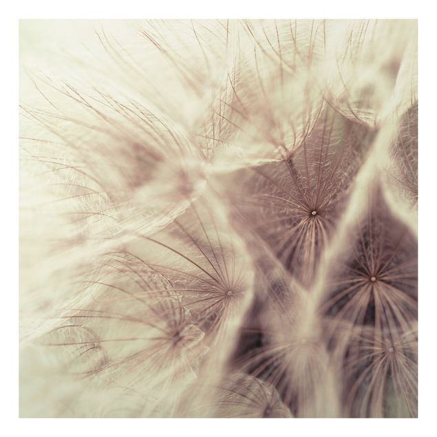 Billeder blomster Detailed Dandelion Macro Shot With Vintage Blur Effect
