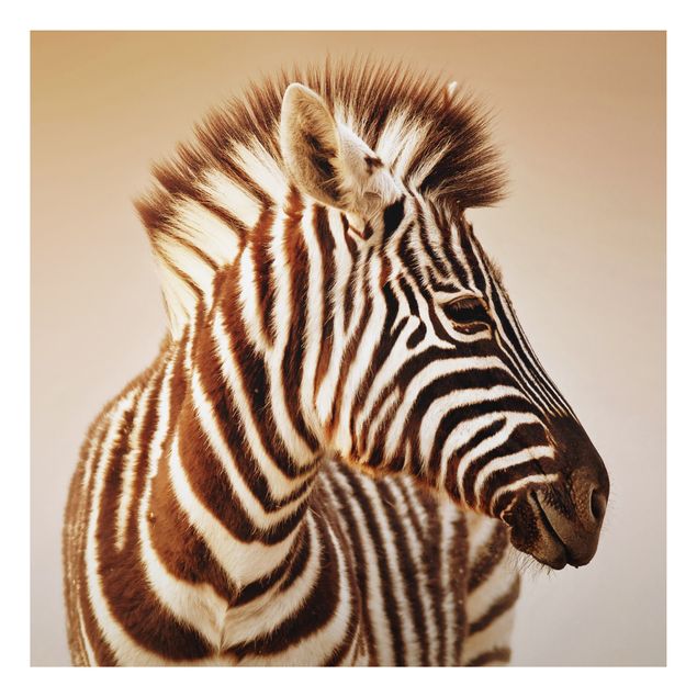 Billeder zebraer Zebra Baby Portrait