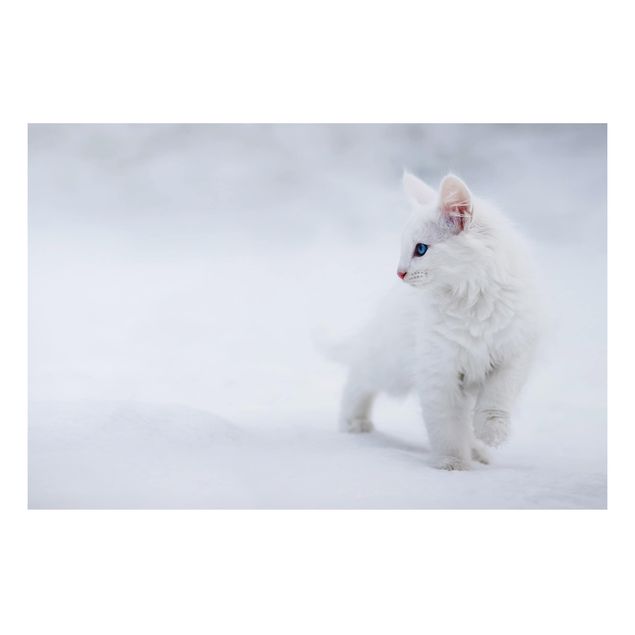 Billeder katte White as Snow