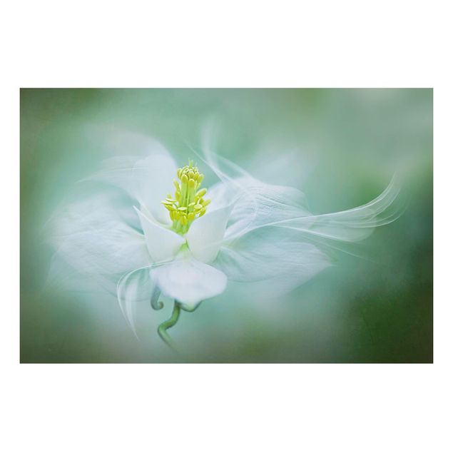 Billeder blomster White Aquilegia
