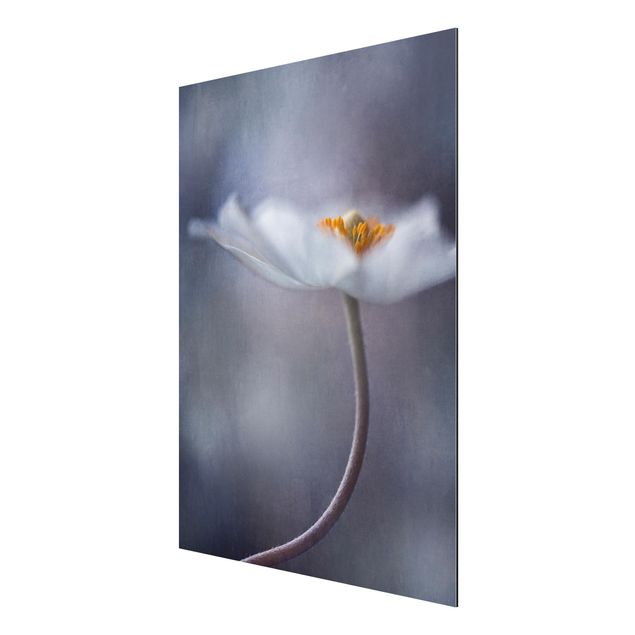 Billeder blomster White Windflower
