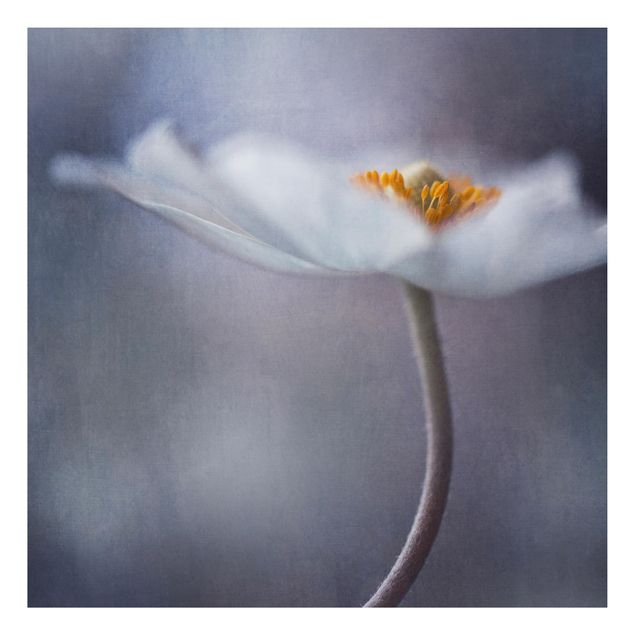 Billeder blomster White Windflower