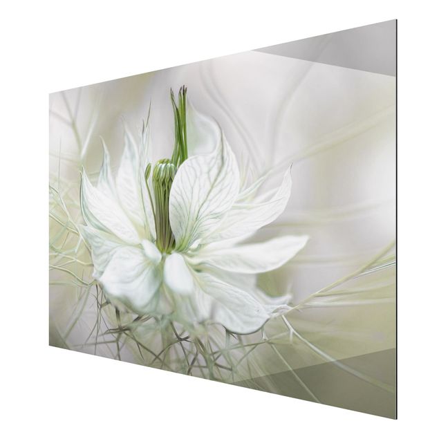 Billeder blomster White Nigella