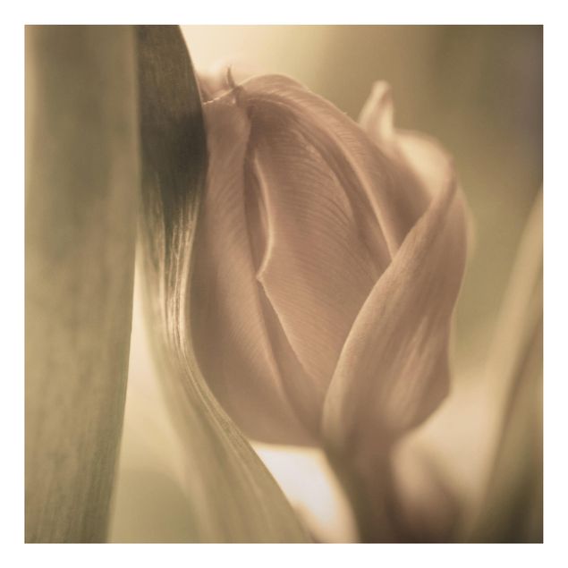 Billeder blomster Delicate Tulip