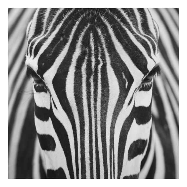 Billeder zebraer Zebra Look