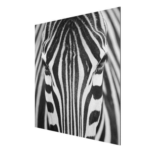 Billeder Afrika Zebra Look