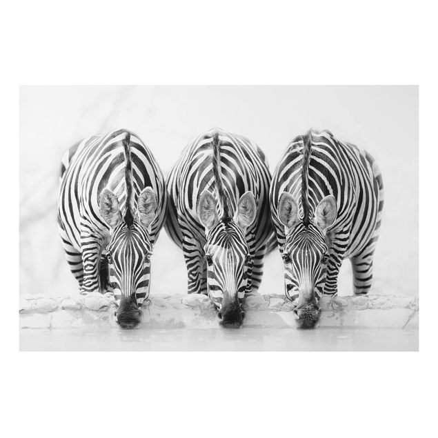 køkken dekorationer Zebra Trio In Black And White