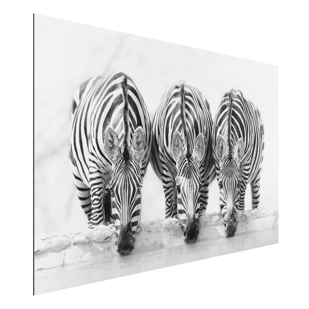 Billeder zebraer Zebra Trio In Black And White