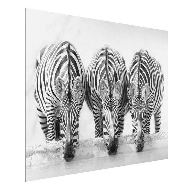 Billeder zebraer Zebra Trio In Black And White
