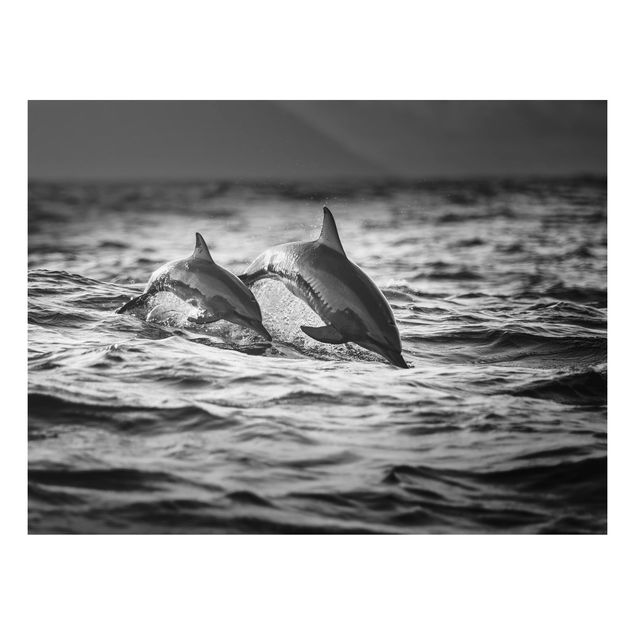 Billeder fisk Two Jumping Dolphins