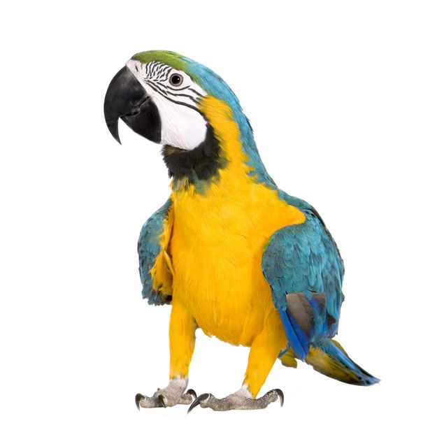 Vinduesklistermærker dyr Macaw