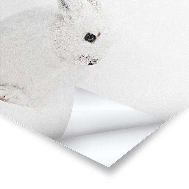 Plakater Arctic Hare