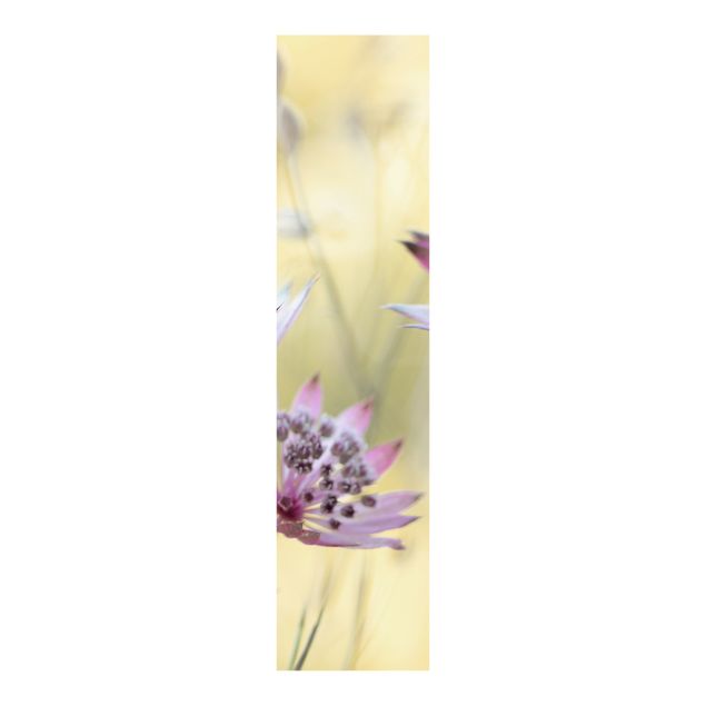 Panelgardiner blomster Astrantia Major