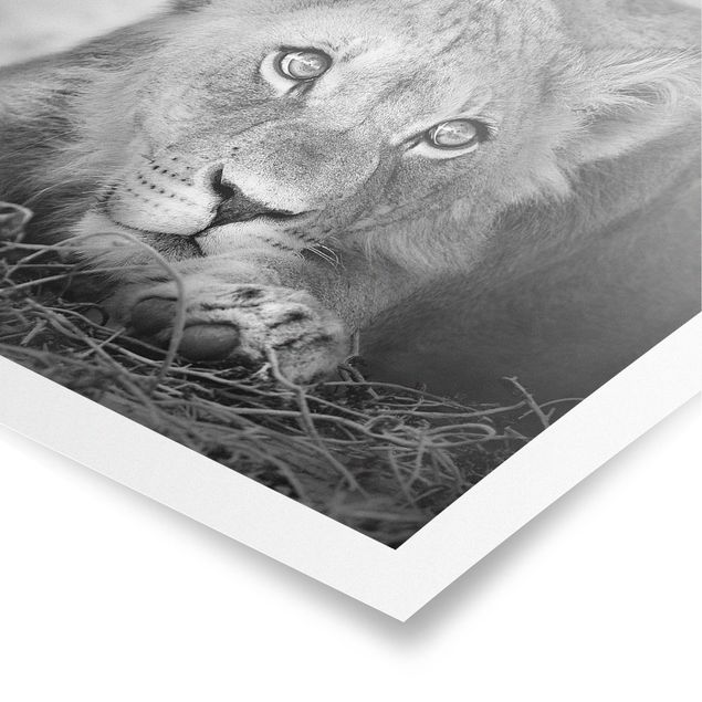Billeder Afrika Lurking Lionbaby