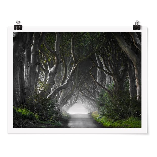 Billeder 3D Forest In Northern Ireland