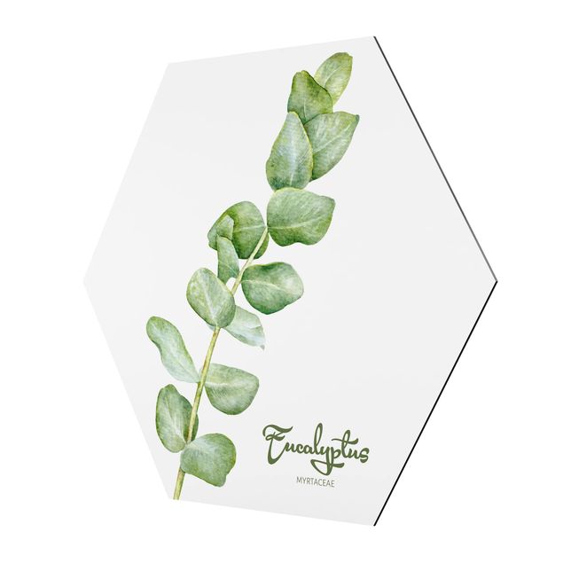 Sekskantede billeder Watercolour Botany Eucalyptus