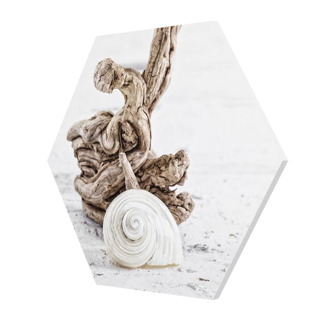 Billeder natur White Snail Shell And Burl
