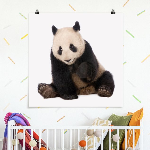 Billeder pandaer Panda Paws