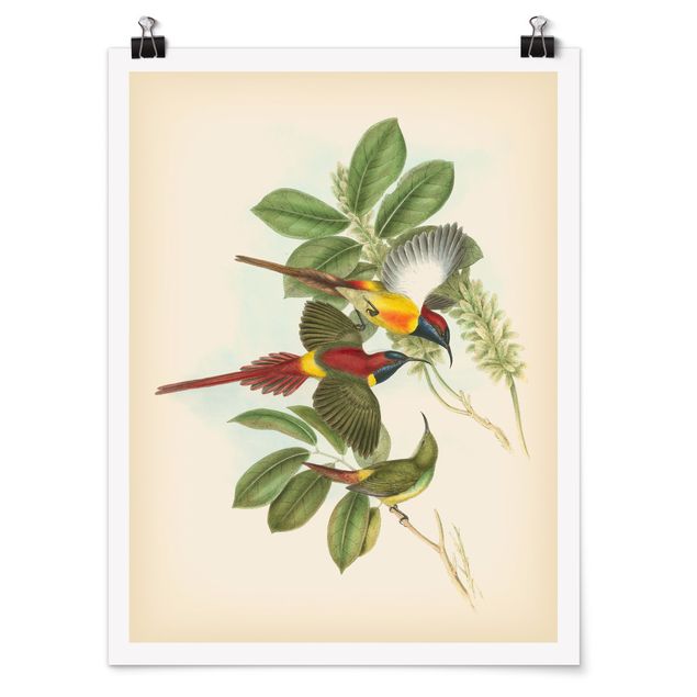 Billeder blomster Vintage Illustration Tropical Birds III