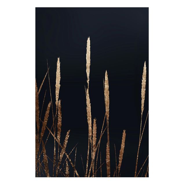 Billeder fisk Graphical Plant World - Golden Reed