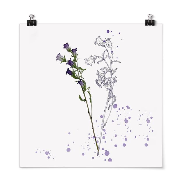 Billeder blomster Botanical Watercolour - Bellflower