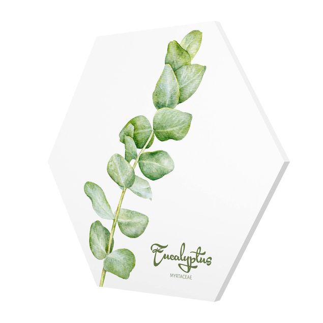 Billeder Watercolour Botany Eucalyptus