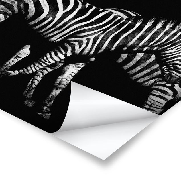 Billeder sort og hvid Zebra In The Dark