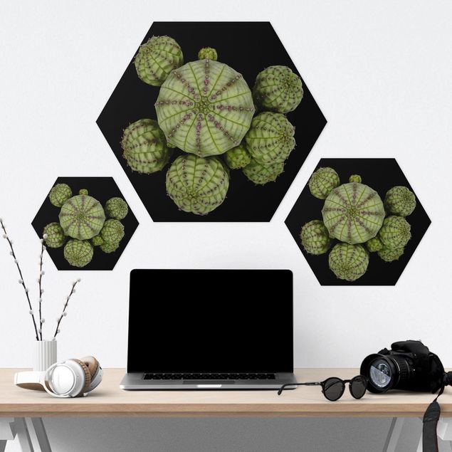 Hexagon Bild Forex - Euphorbia - Seeigelwolfsmilch