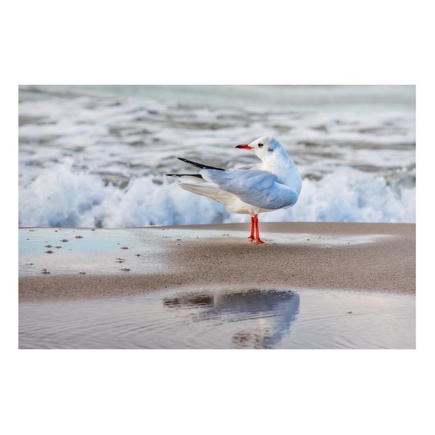 Billeder landskaber Seagull On The Beach In Front Of The Sea