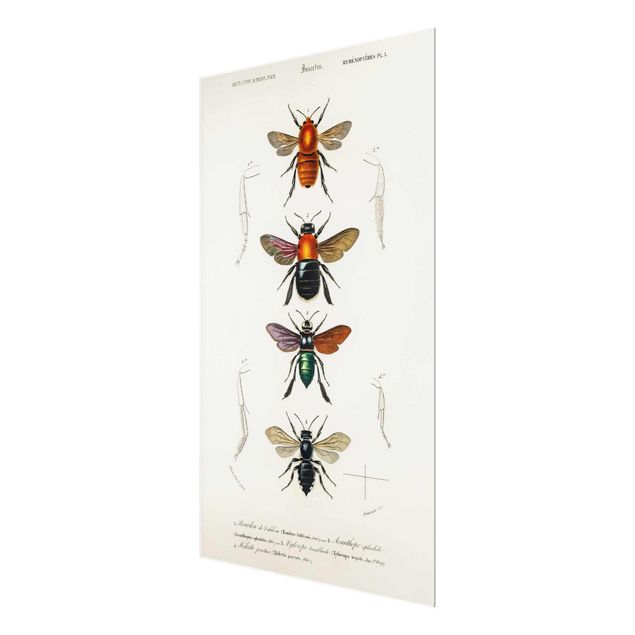 Billeder Vintage Board Insects