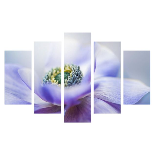 Billeder blomster Anemone De Caen