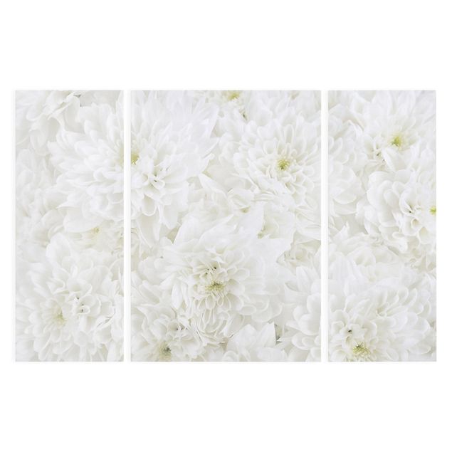 Billeder Dahlias Sea Of Flowers White
