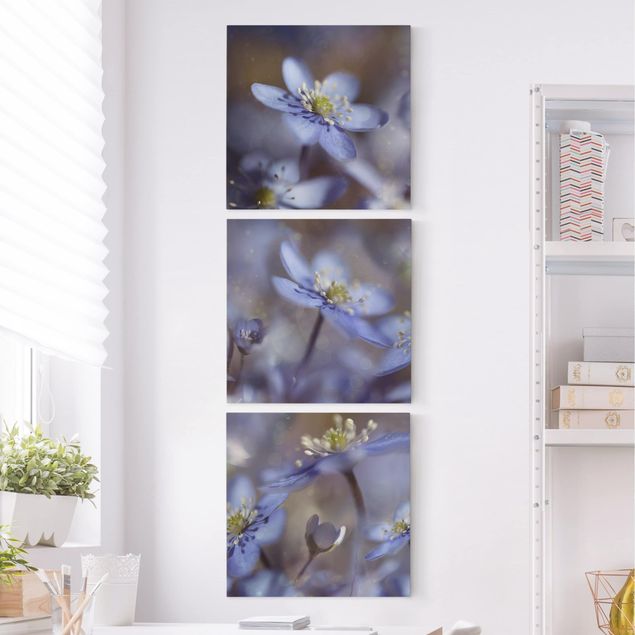 Billeder på lærred blomster Anemone In Blue