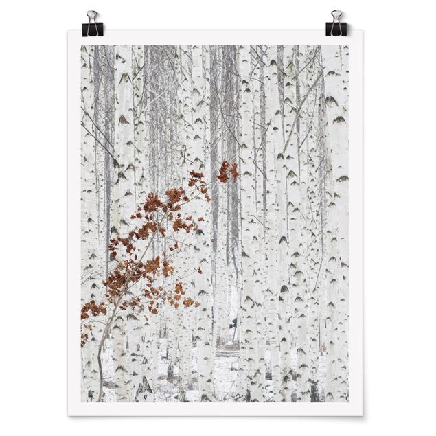 Plakater sort og hvid Birch Trees In Autumn