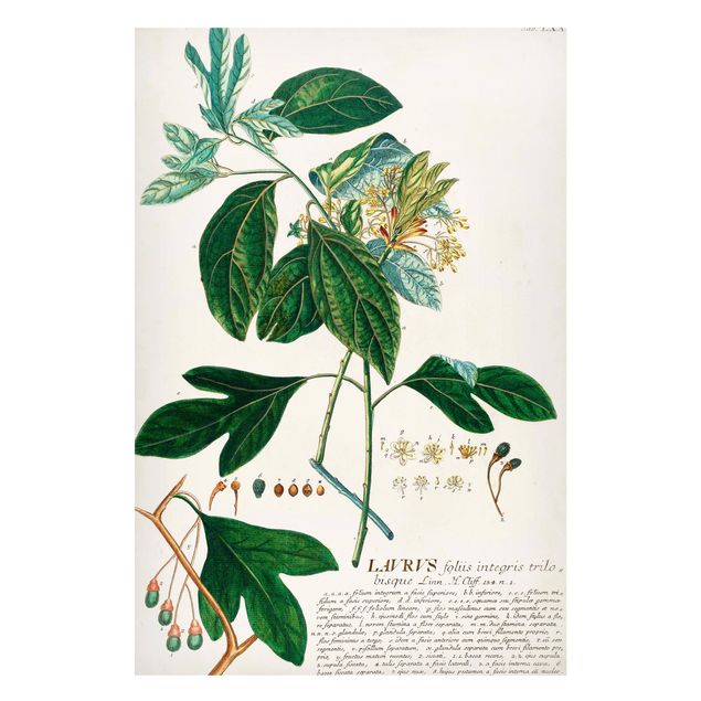 Magnettavler blomster Vintage Botanical Illustration Laurel