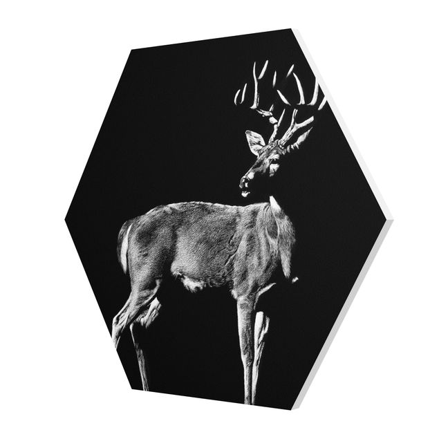 Billeder sort og hvid Deer In The Dark