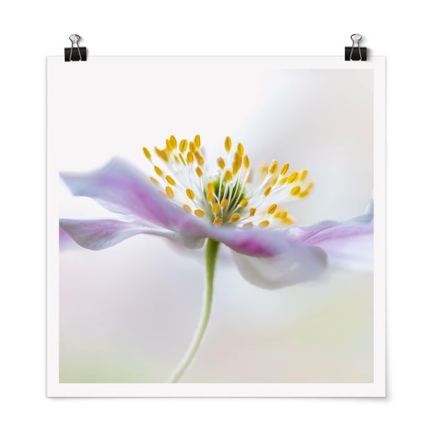 Billeder blomster Windflower In White