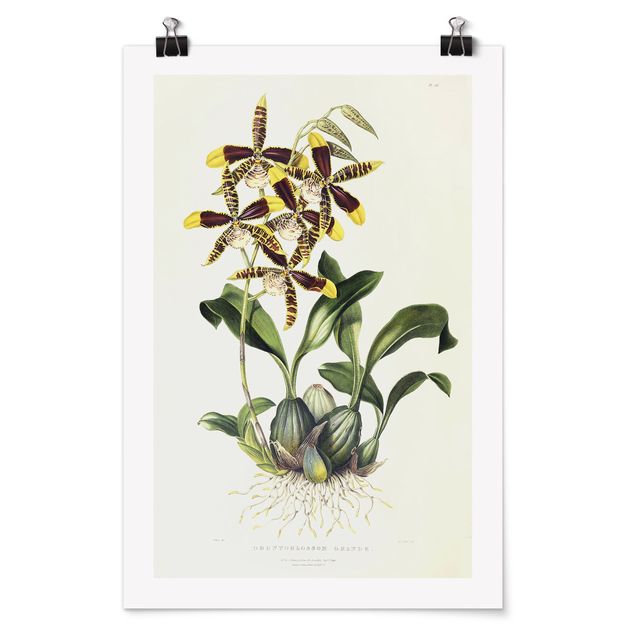 Plakater blomster Maxim Gauci - Orchid II