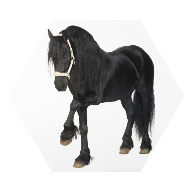 Forex Friesian Mare