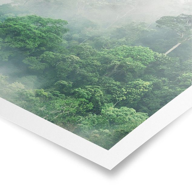 Billeder jungle Jungle In The Fog